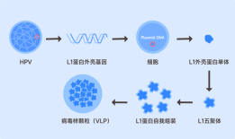 接种HPV疫苗，你是否还在担心安全性和有效性......