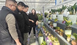 1000余个兰花新品集中亮相！这场推介会雅韵天成、清逸飘香